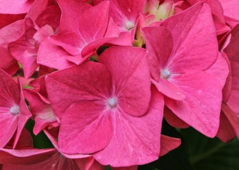 Гортензія Форевер і Евер Ред