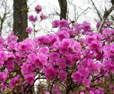 Вирощування рододендронів в Сибіру