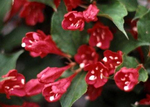 Описание и выращивание в открытом грунте вейгелы сорта Ред Принц