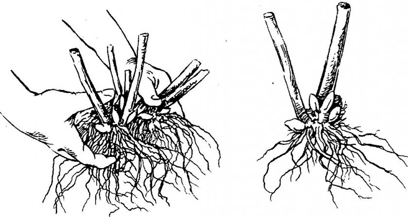 Рододендрон посадка и уход в открытом грунте в сибири