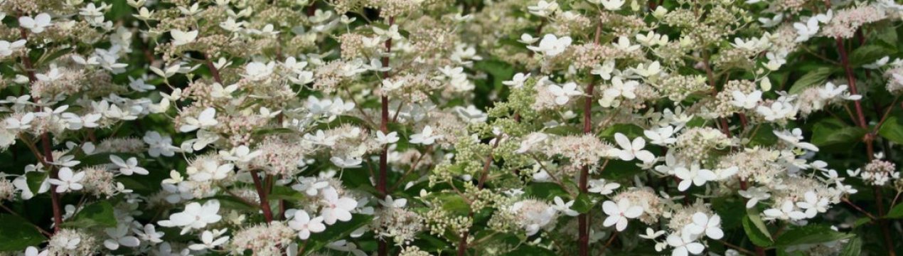 Опис та вирощування метеликоподібної гортензії Тардіва