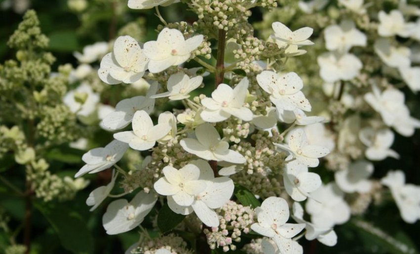 Гортензія Тардива Гортензія Тардива