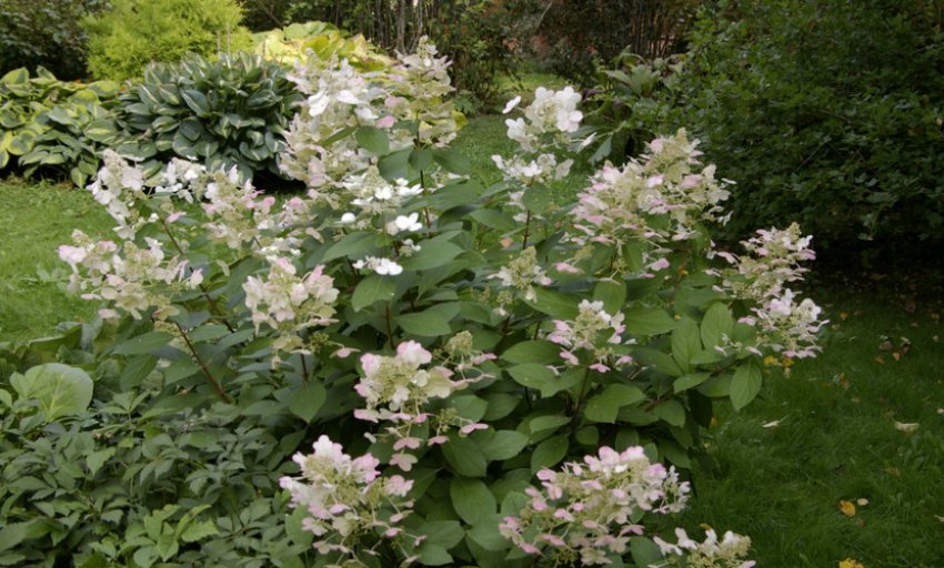 Кущ гортензії Тардива Кущ гортензії Тардива