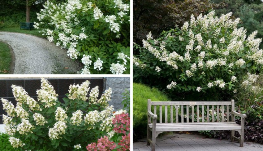 Гортензія в ландшафтному дизайні Гортензія в ландшафтному дизайні