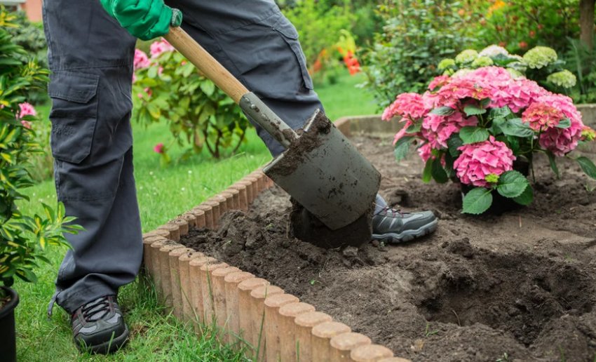 Посадка гортензії Посадка гортензії