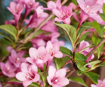 Особливості вирощування вейгели в Підмосков'ї