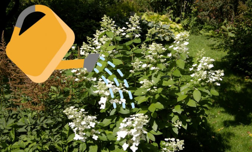 Полив гортензії Полив гортензії