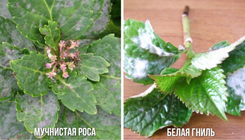 Грибкові захворювання гортензії Грибкові захворювання гортензії