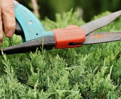 Особливості обрізки ялиці влітку і восени