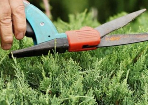 Особенности обрезки можжевельника летом и осенью