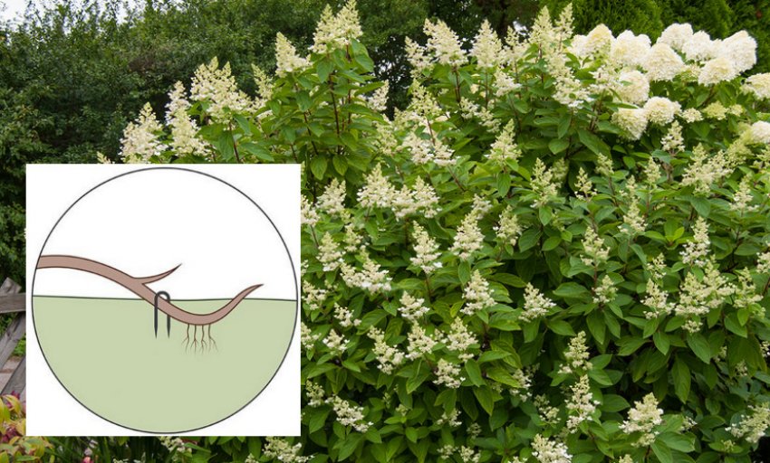 Розмноження гортензії відводками Розмноження гортензії відводками