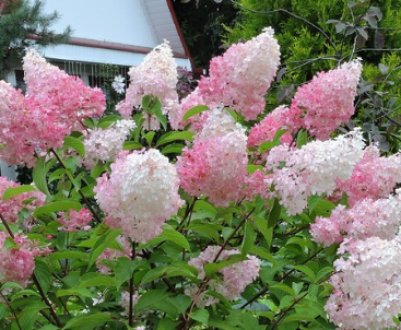 Найморозостійкіші гортензії