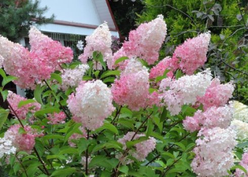 Найморозостійкіші гортензії