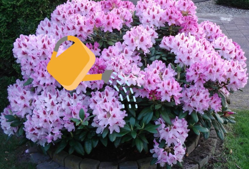Полив рододендрона Полив рододендрона