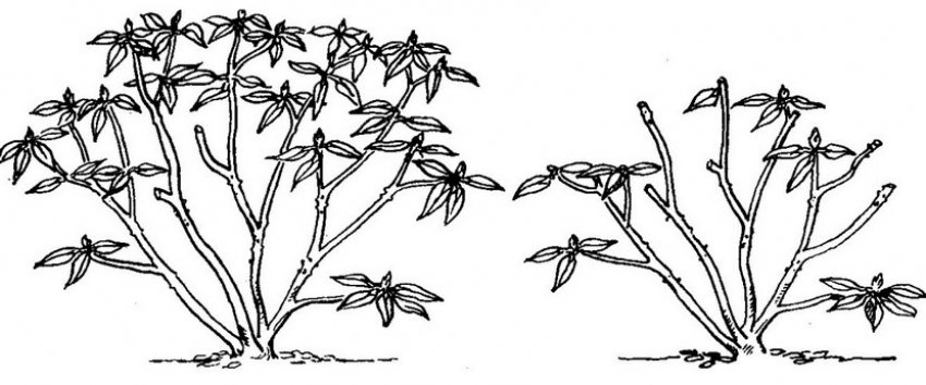 Обрізка рододендронів Обрізка рододендронів