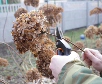 Підпарювання гортензій на зиму