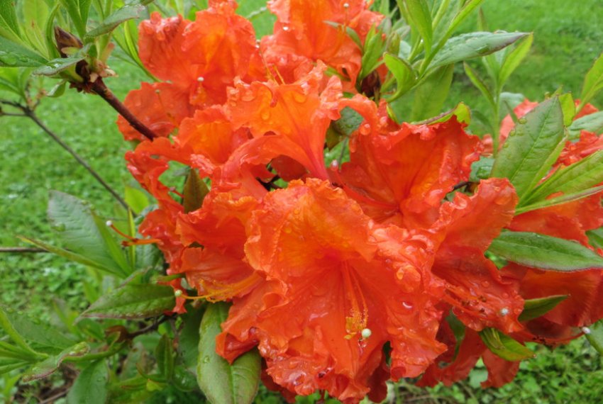 Сяючі Смолоскипи