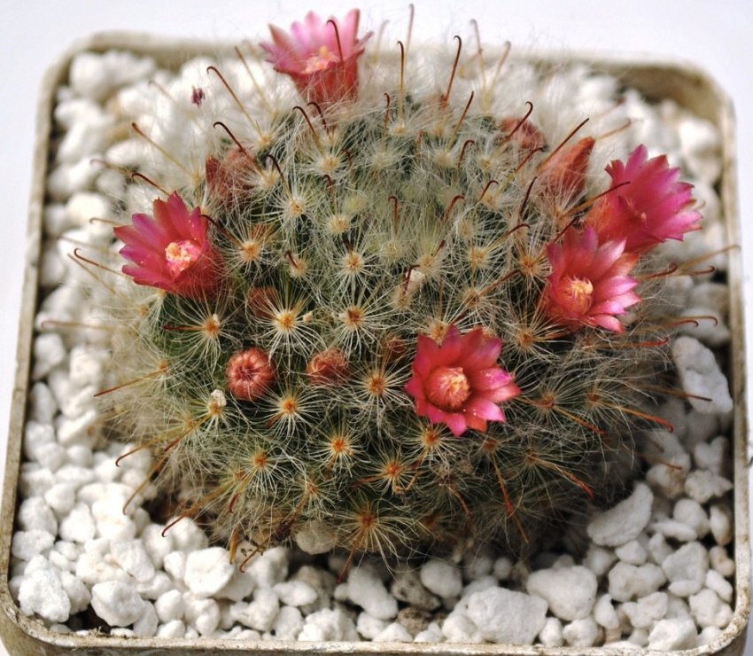 Маммиллярия бокасанская Маммиллярия бокасанская