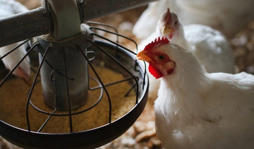 Годівниця для курей