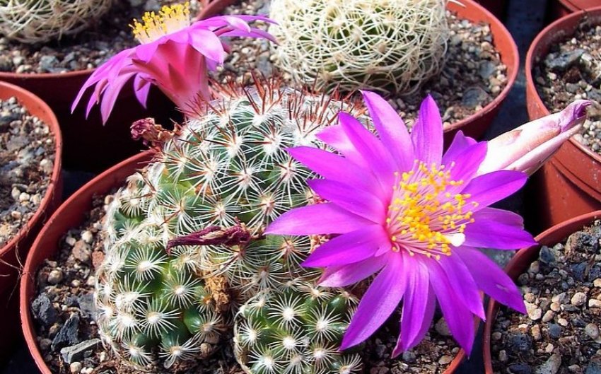 Маммиллярия дехердта Маммиллярия дехердта