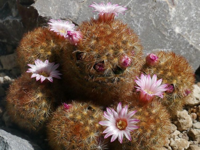 Маммиллярия кармен Маммиллярия кармен