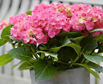 Кімнатна гортензія в горщику: посадка, догляд і розмноження