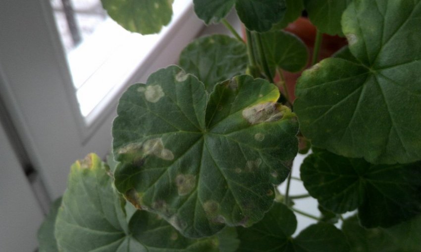 Плями на листках у герані