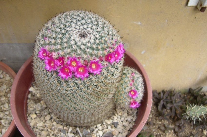 Маммиллярия чудова Маммиллярия чудова