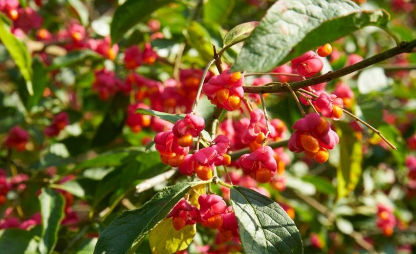 Бересклет європейський