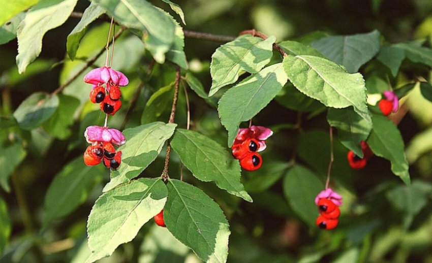 Бересклет бородавчатий
