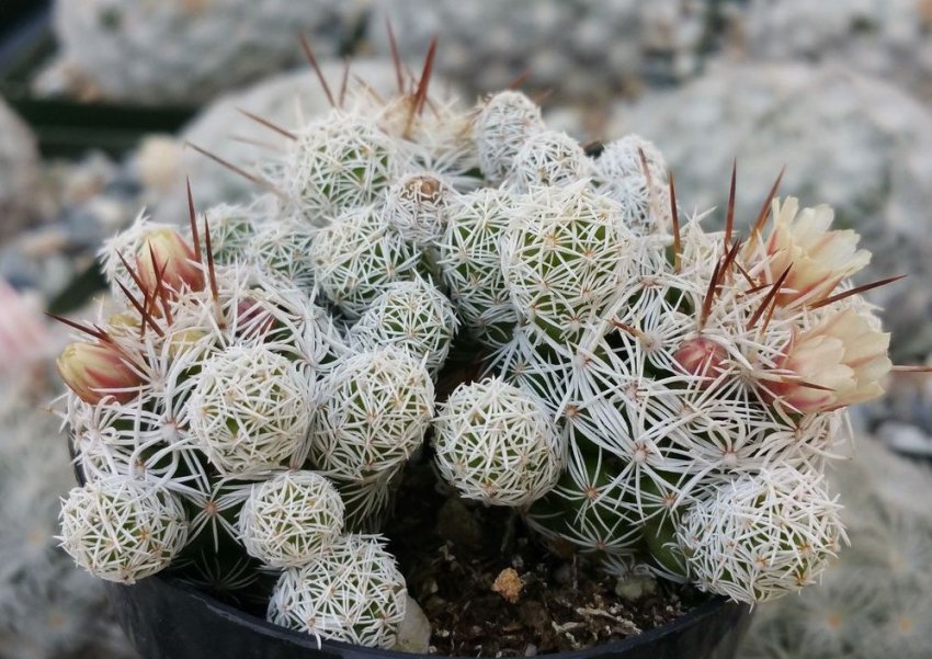 Маммиллярия витончена Маммиллярия витончена