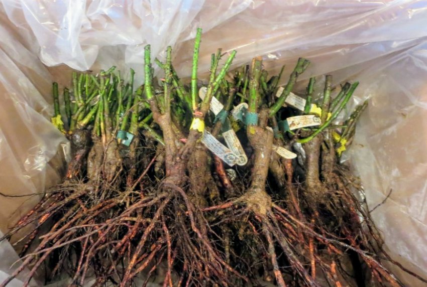 Коріння гортензії