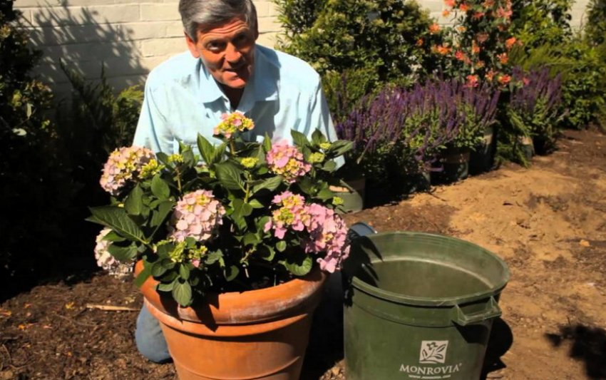 Пересадка гортензії в горщок