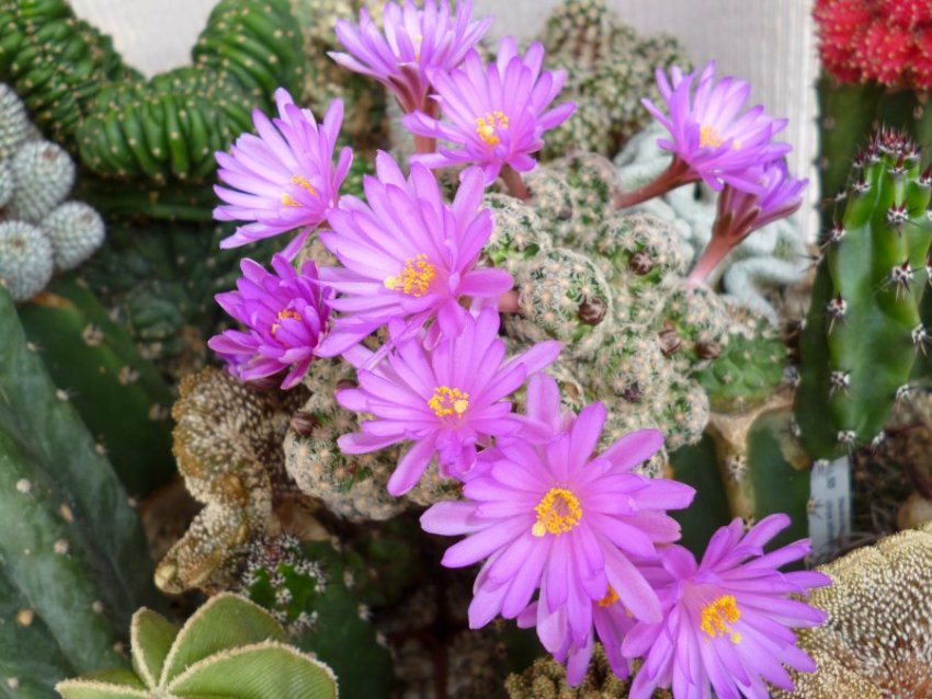 Маммиллярия тереза Маммиллярия тереза