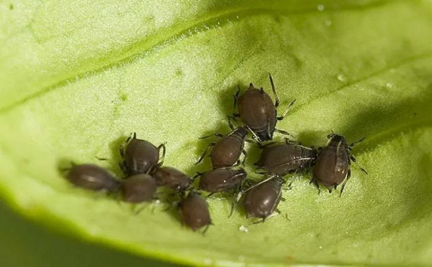 Коричнева тля