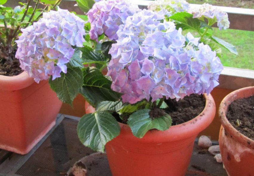 Освітленість гортензії