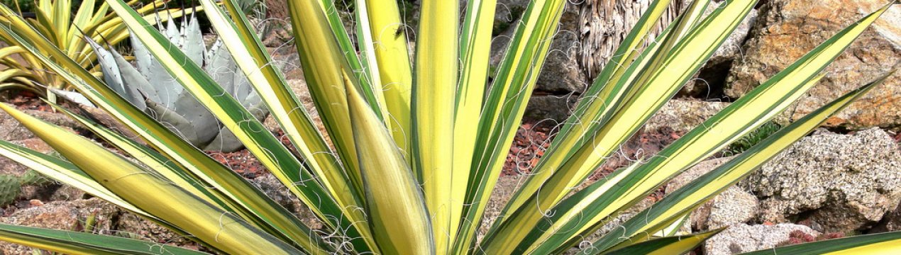 Чому жовтіє листя юки