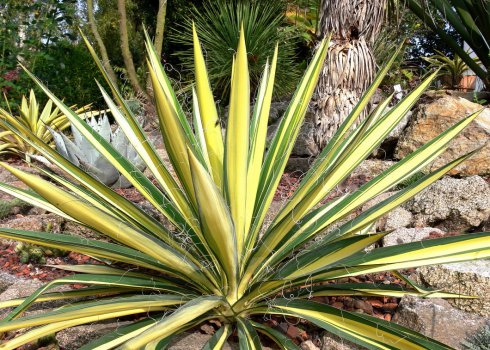 Чому жовтіє листя юки