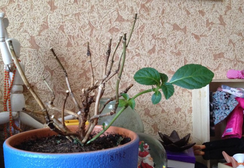 Санітарне обрізування