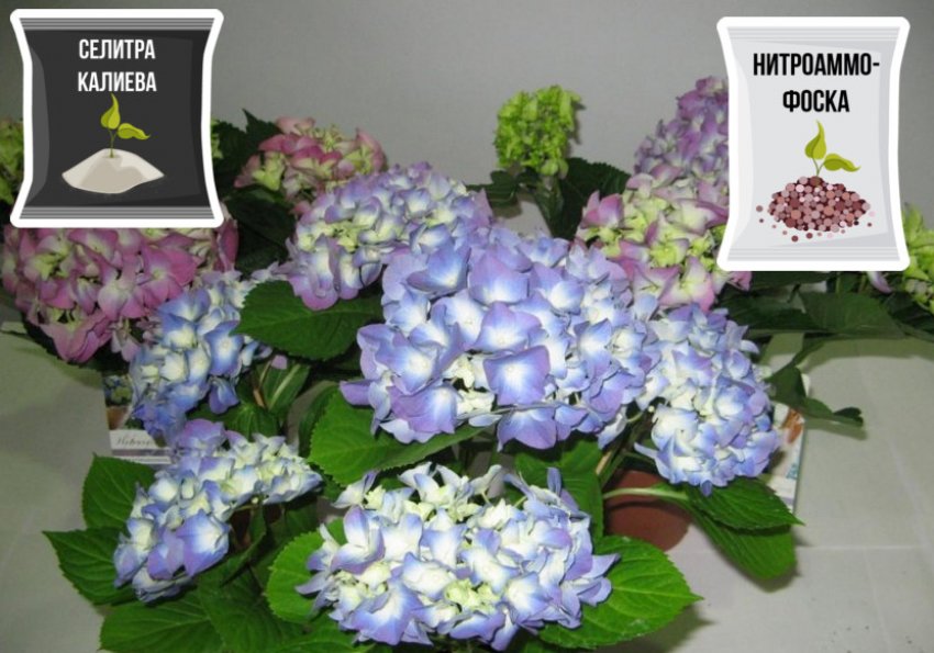 Підживлення гортензії