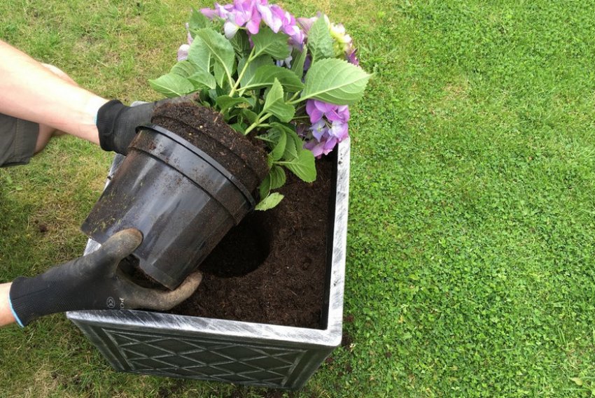 Пересадка гортензії