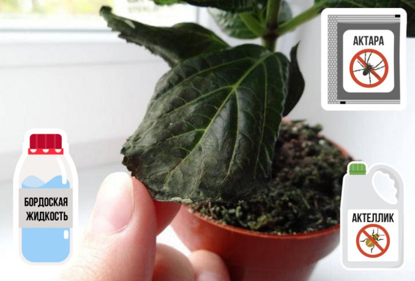 Боротьба з хворобами та шкідниками гортензії