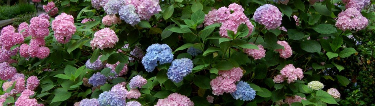 Опис, посадка та догляд за гортензією з великими квітами