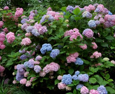 Опис, посадка та догляд за гортензією з великими квітами