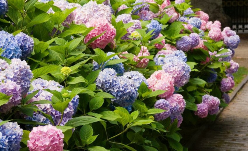 Кущ великолистої гортензії