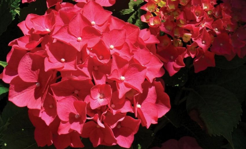 Гортензія Ред Сенсешн