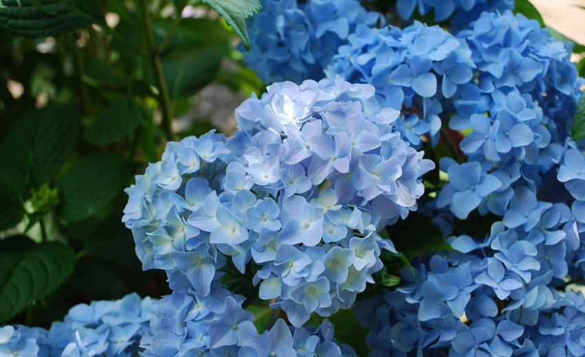 Гортензія Нікко Блу