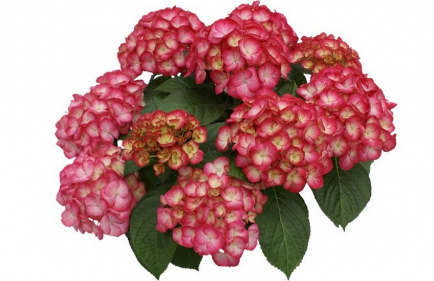 Гортензія Графиня Козель