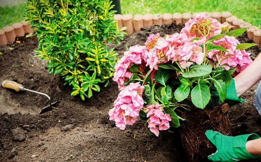 Осіння посадка гортензії