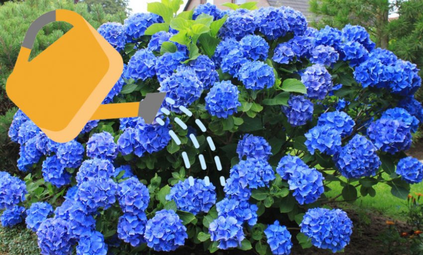 Полив крупнолистих гортензій